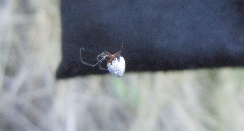 Argiope bruennichi + Argyrodes + dittero scroccone